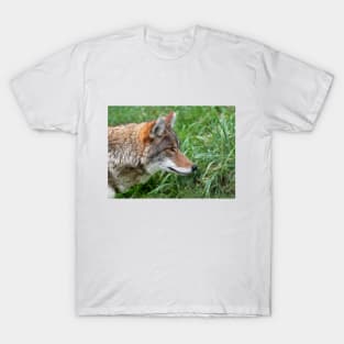 Intensity - Coyote T-Shirt